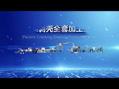 割れる理性的なペカン生産ラインを殻から取り出す