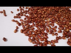 パーム・ダートル・ソート・マシン