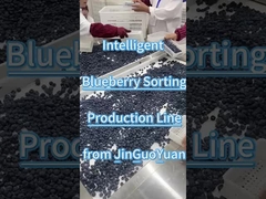 JGYのブルーベリー選別ライン